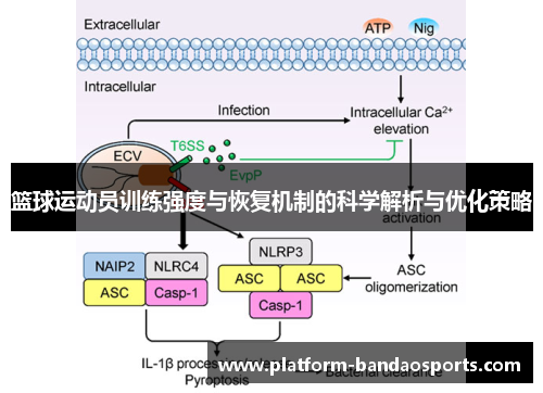 篮球运动员训练强度与恢复机制的科学解析与优化策略