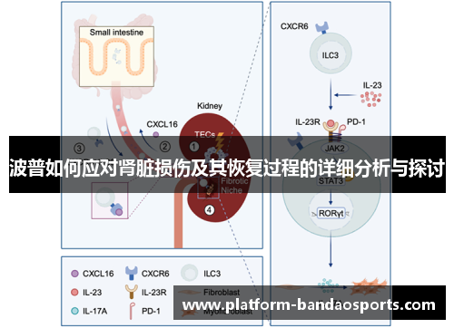 波普如何应对肾脏损伤及其恢复过程的详细分析与探讨